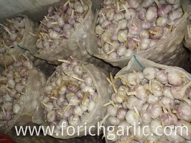 Regular Garlic